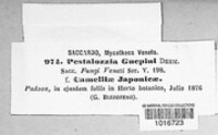 Pestalotia guepinii image